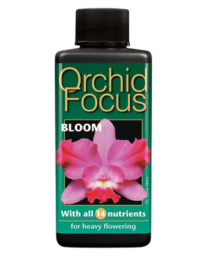 Orchid Focus Bloom