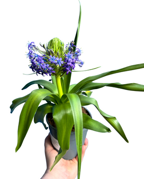 Scilla peruviana
