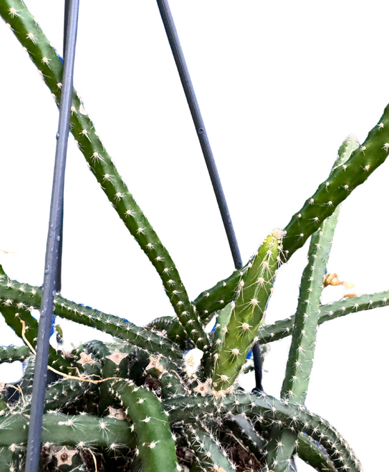 Selenicereus grandiflorus Image 2