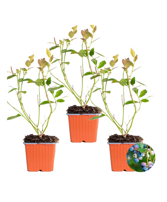 Vaccinium corymbosum - Blueberry Image 2