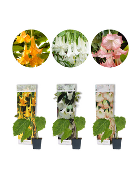 Brugmansia Mix - Pack of 3
