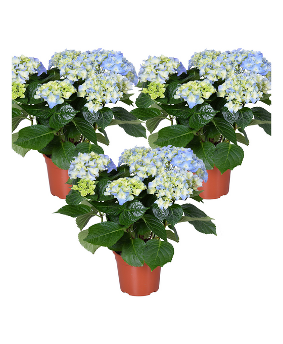 Hydrangea macrophylla - Early Series ('Hba 202911'PBR) Image 2