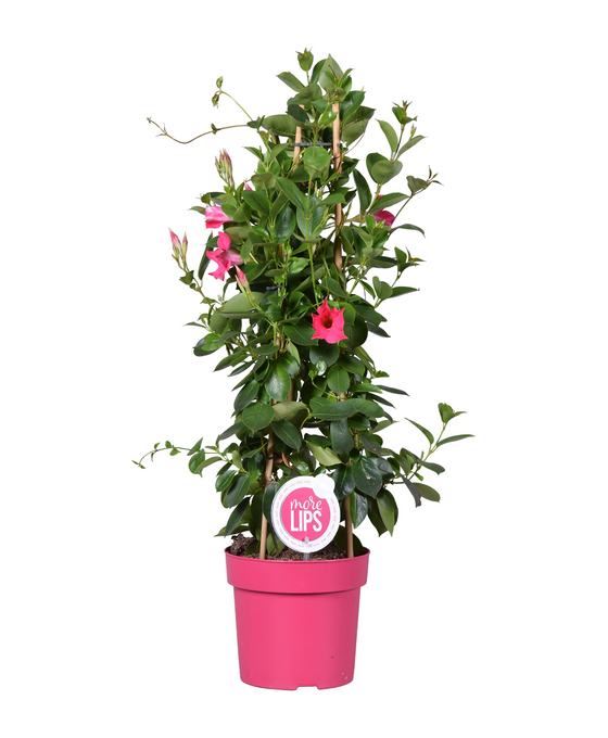 Mandevilla sanderi Sundaville® Series Image 3