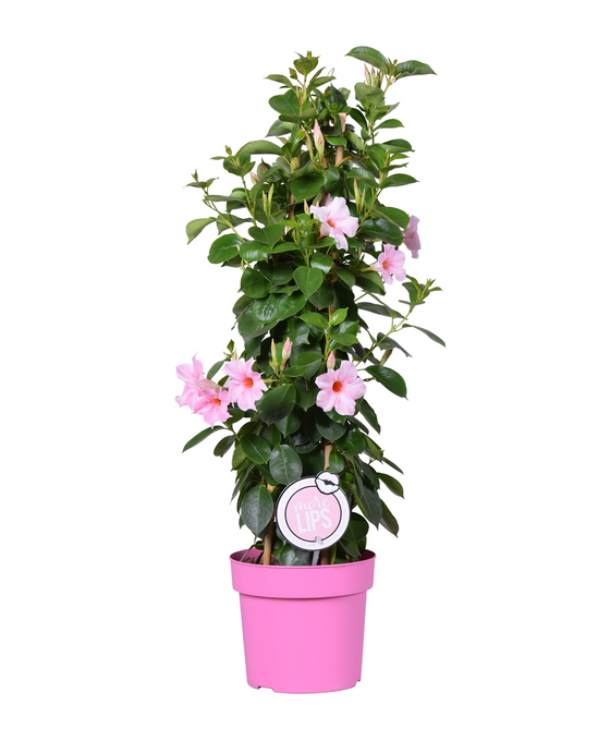 Mandevilla sanderi Sundaville® Series Image 2