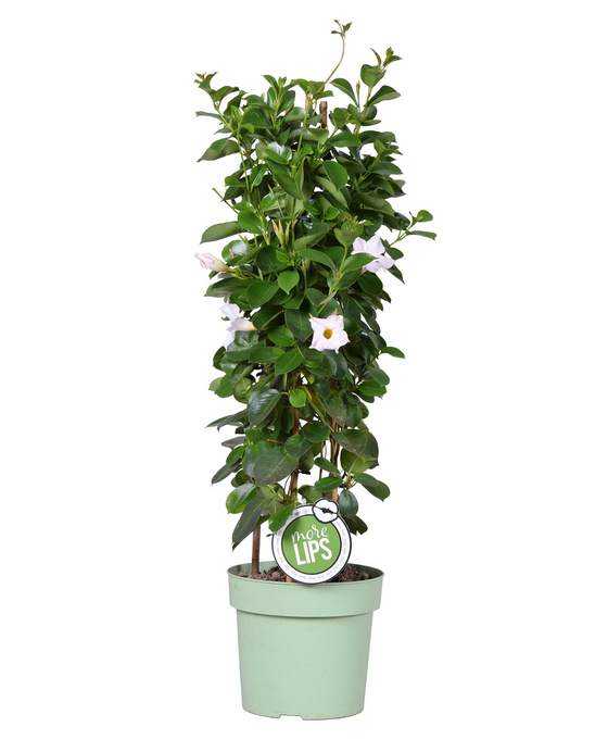 Mandevilla sanderi Sundaville® Series Image 4