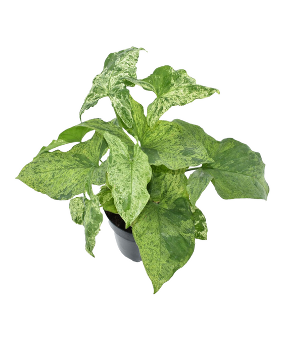 Syngonium 'Mottled' Image 2
