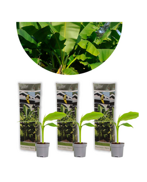 Musa basjoo - Pack of 3