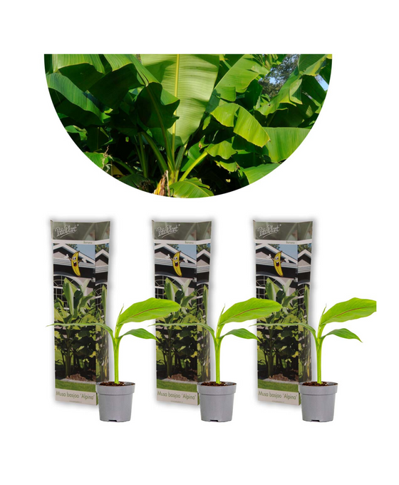 Musa basjoo - Pack of 3 Image 1