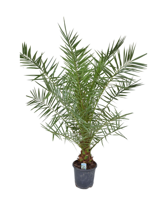 Phoenix canariensis Image 5