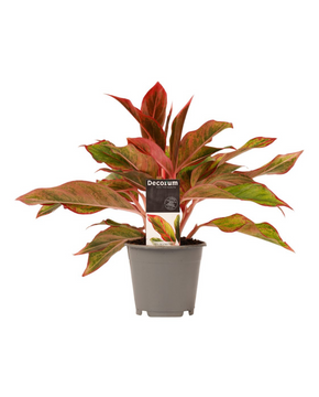 Aglaonema commutatum 'Crete'