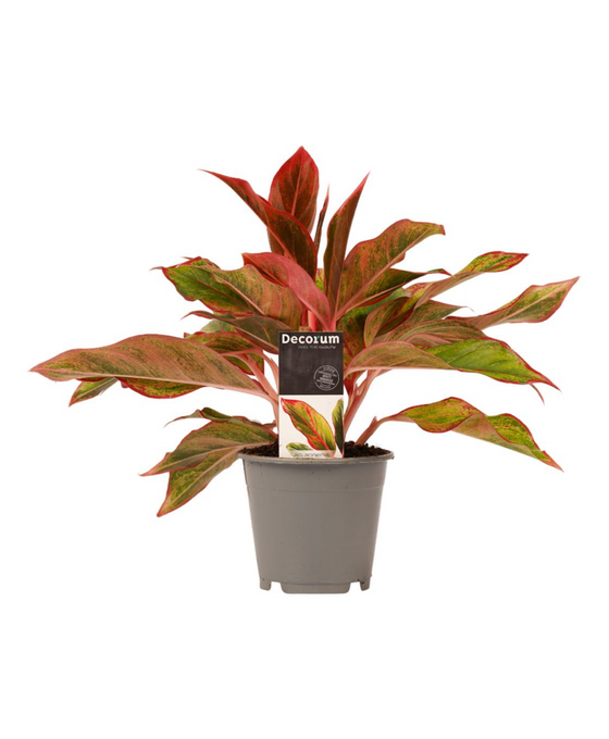 Aglaonema commutatum 'Crete' Image 1
