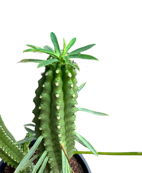 Euphorbia cv. Macguffin Image 2