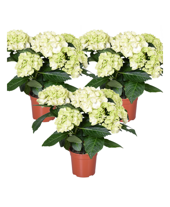 Hydrangea macrocarpa 'Schneeball' Image 1
