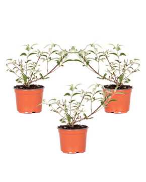 Buddleja 'Berries & Cream' ('Pmoore14') (PBR)