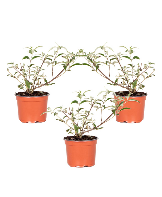 Buddleja 'Berries & Cream' ('Pmoore14') (PBR) Image 1