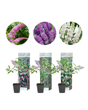 Buddleja davidii - Mixed Pack of 3