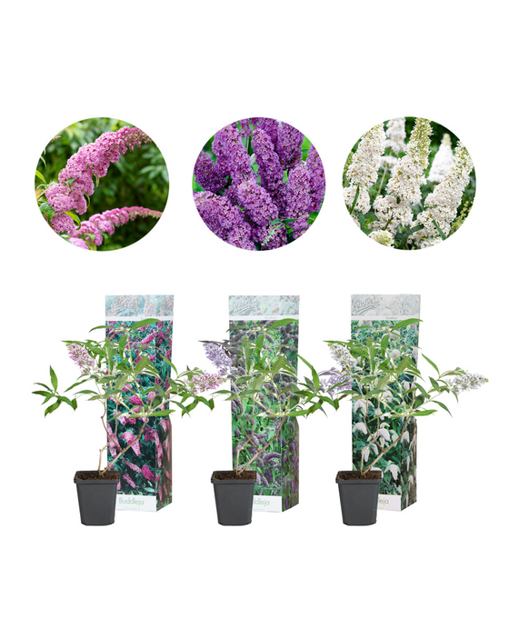 Buddleja davidii - Mixed Pack of 3 Image 1
