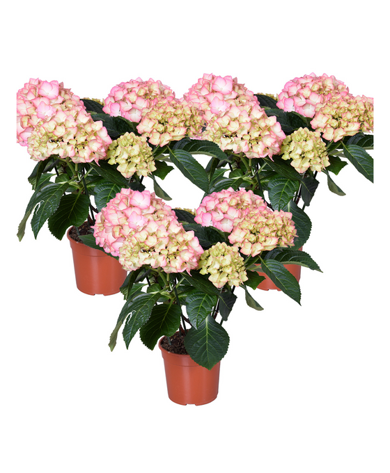 Hydrangea macrophylla - Early Series ('Hba 202911'PBR) Image 1
