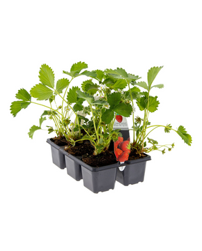 Fragaria - Strawberry Plant