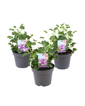 Pelargonium 'Isko Cola'