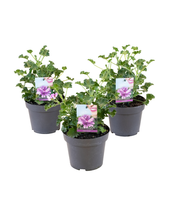 Pelargonium 'Isko Cola' Image 1