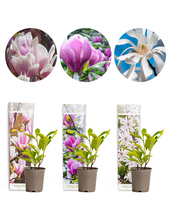 Magnolia Mix - Pack of 3 Image 1