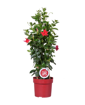 Mandevilla sanderi Sundaville® Series