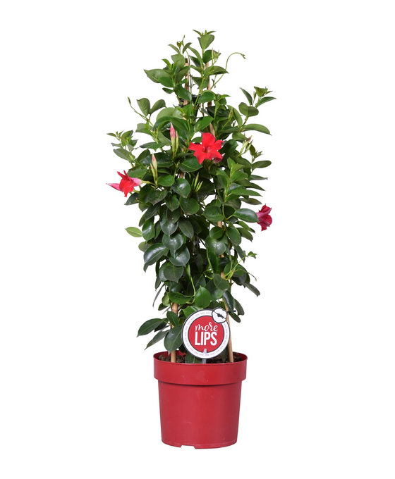 Mandevilla sanderi Sundaville® Series Image 1