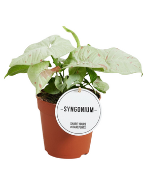 Syngonium podophyllum 'Milk Confetti'