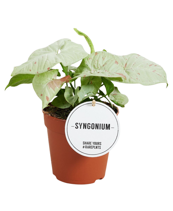 Syngonium podophyllum 'Milk Confetti' Image 1