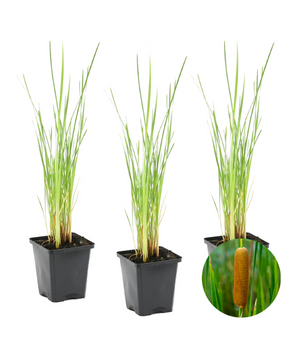 Typha latifolia