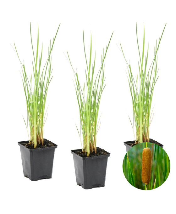 Typha latifolia Image 1