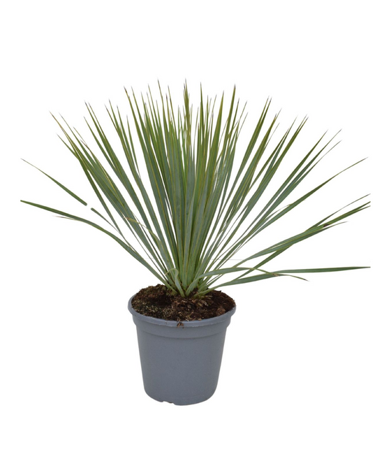 Yucca rostrata Image 1