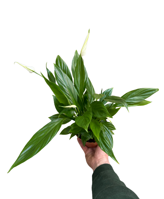 Spathiphyllum wallisii Image 3