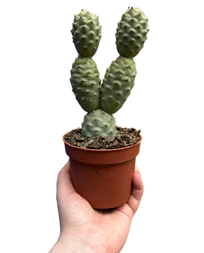 Tephrocactus articulatus var. strobiliformis