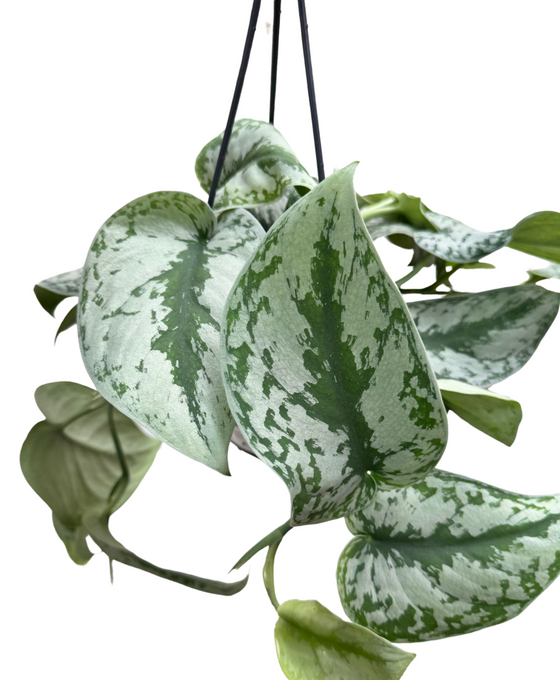 Scindapsus pictus 'Trebie' Image 2