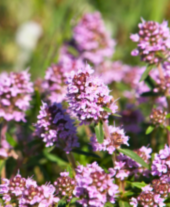 Thymus vulgaris - Common Thyme Image 2