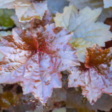 Heuchera micrantha 'Palace Purple' Image 2