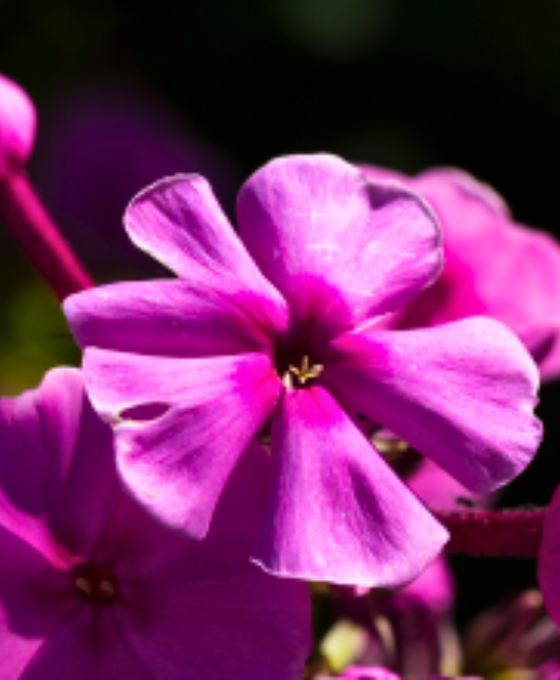 Phlox paniculata 'Laura' Image 2