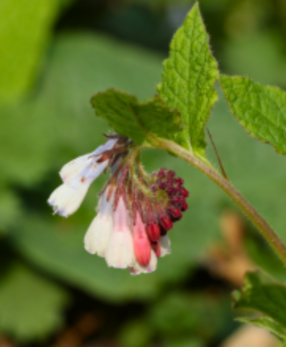 Symphytum grandiflorum Image 2