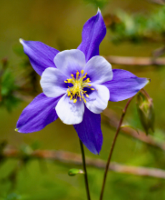 Aquilegia caerulea 'Swan Magic Blue and White' Image 2