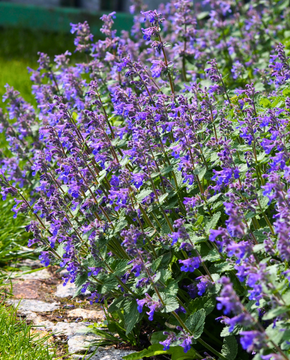 Nepeta faassenii