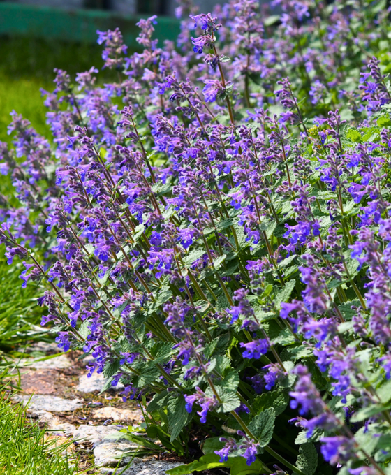 Nepeta faassenii Image 1