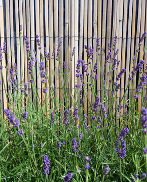 Lavandula angustifolia 'Hidcote'
