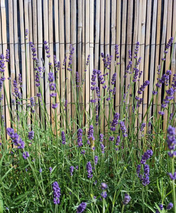 Lavandula angustifolia 'Hidcote' Image 1