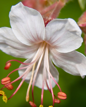 Geranium macrorrhizum 'Spessart'