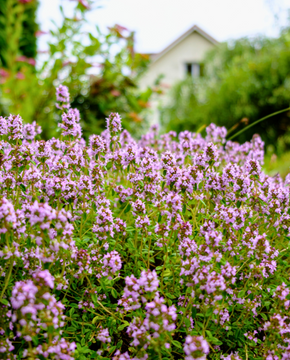 Thymus vulgaris - Common Thyme