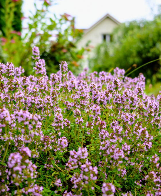 Thymus vulgaris - Common Thyme Image 1