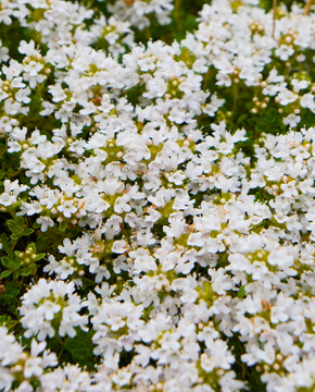 Thymus praecox 'Albiflorus' - White Creeping Thyme