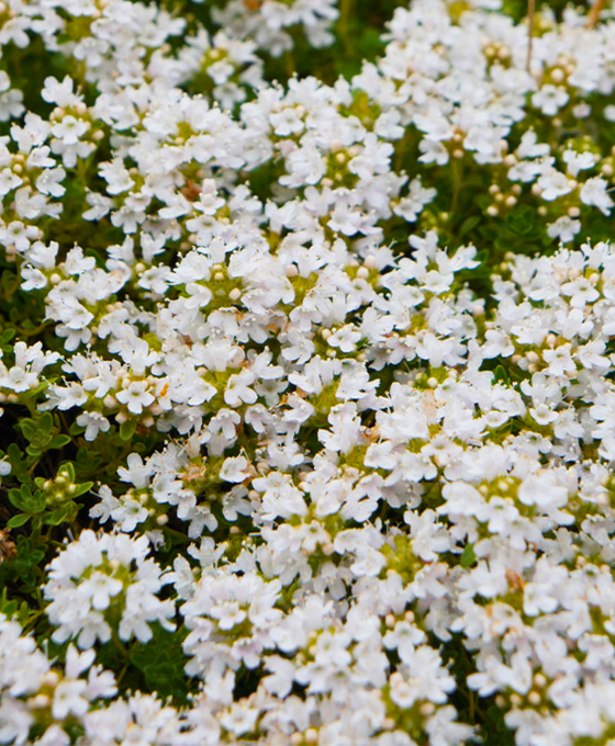 Thymus praecox 'Albiflorus' - White Creeping Thyme Image 1